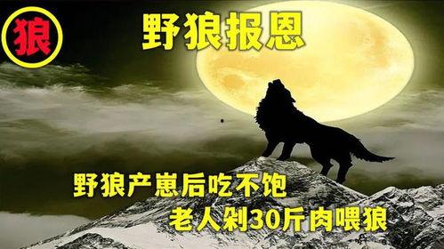 遇狼吃瓜人免费阅读,一场惊心动魄的免费阅读冒险之旅 第3张 遇狼吃瓜人免费阅读,一场惊心动魄的免费阅读冒险之旅 第3张